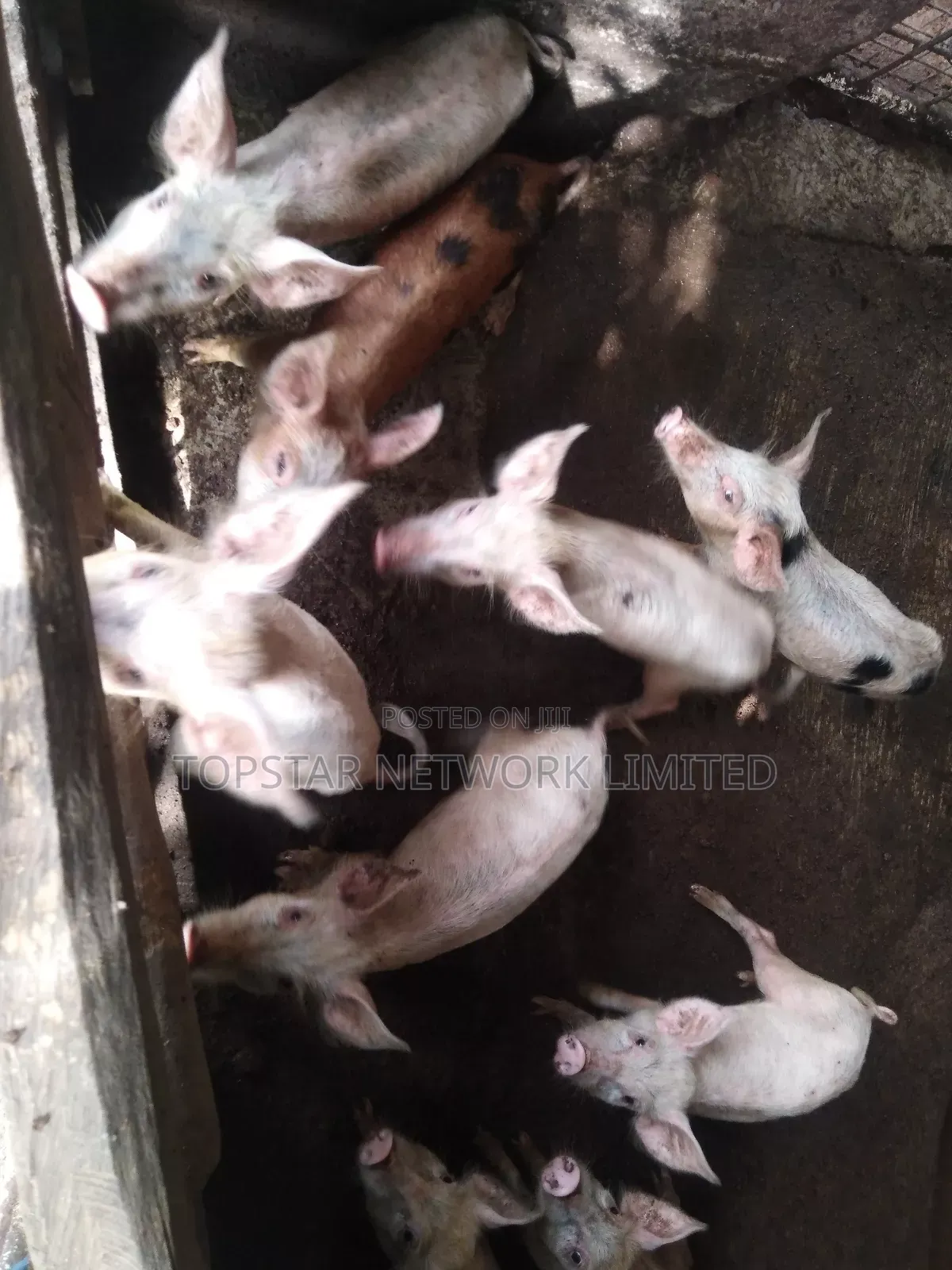 Large White Weaners
