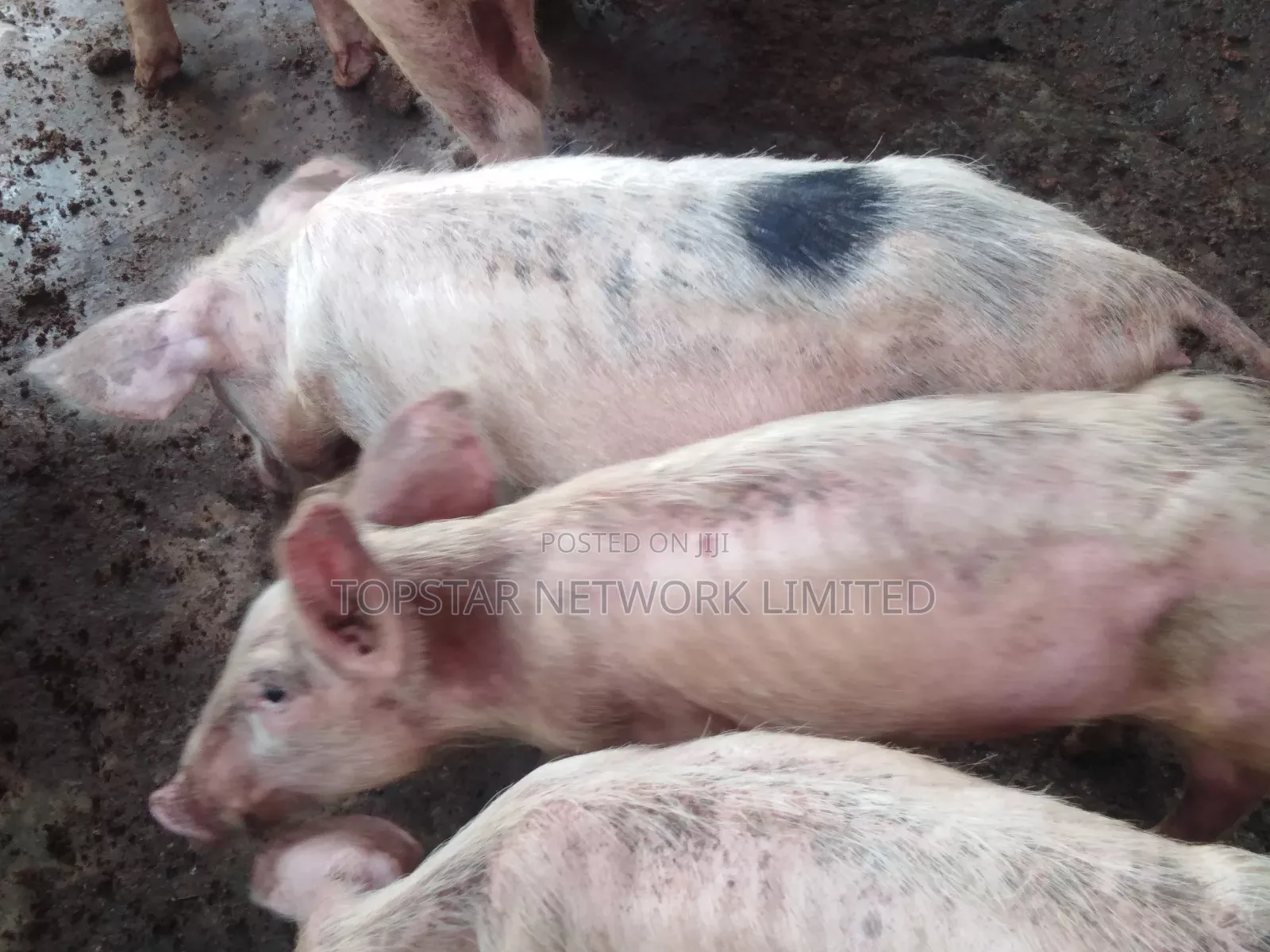 Healthy Large White Grower Pigs