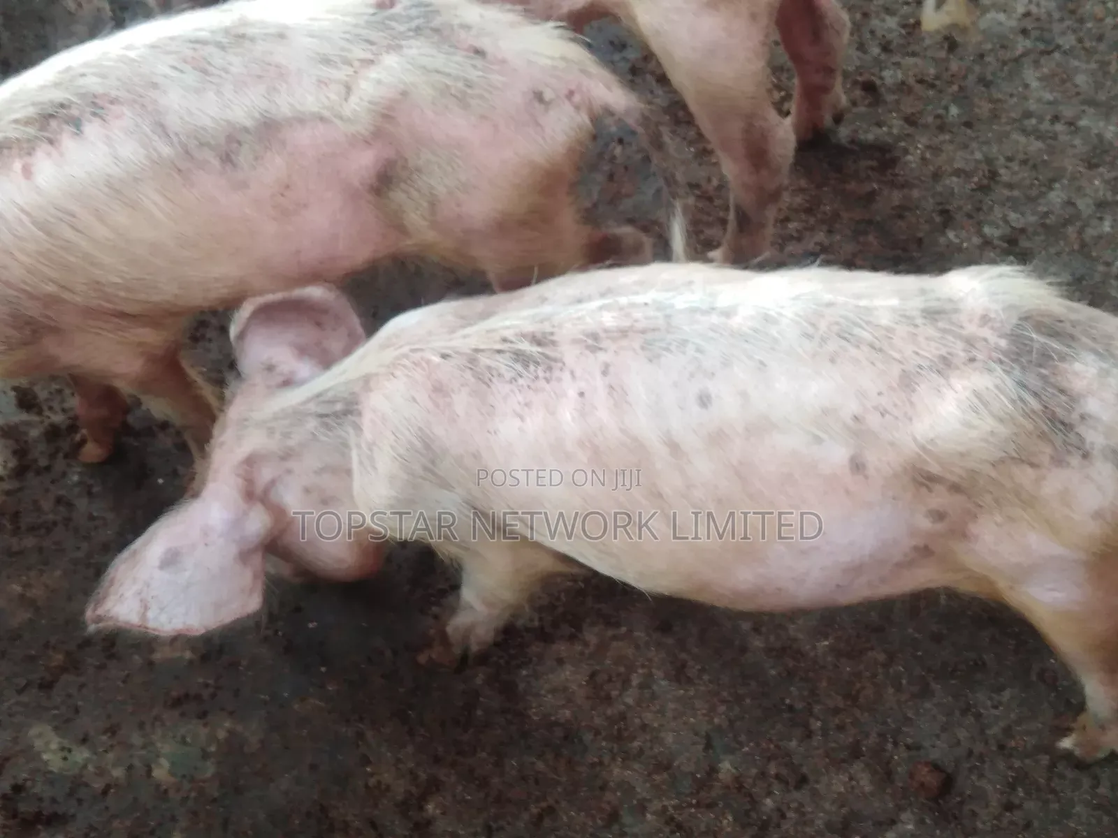 Healthy Large White Grower Pigs
