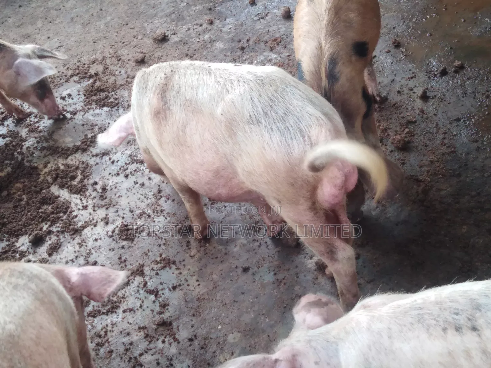 Healthy Large White Grower Pigs