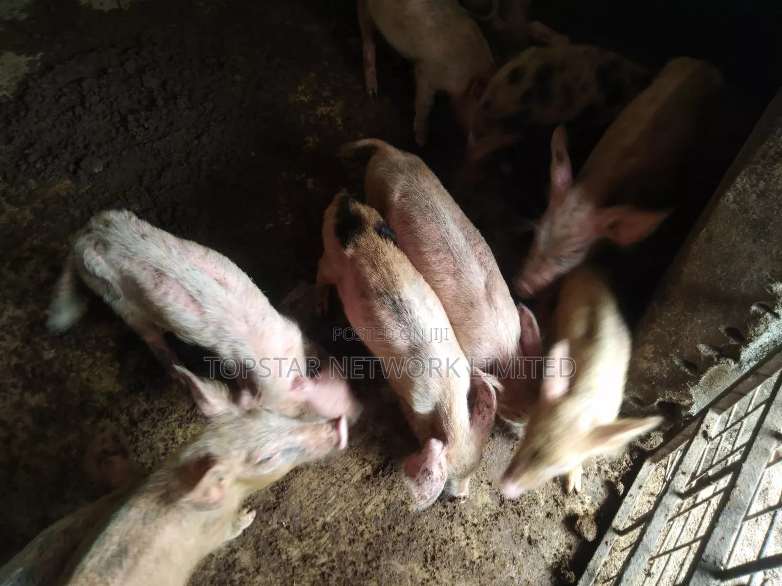 Healthy Weaners Available for Sale