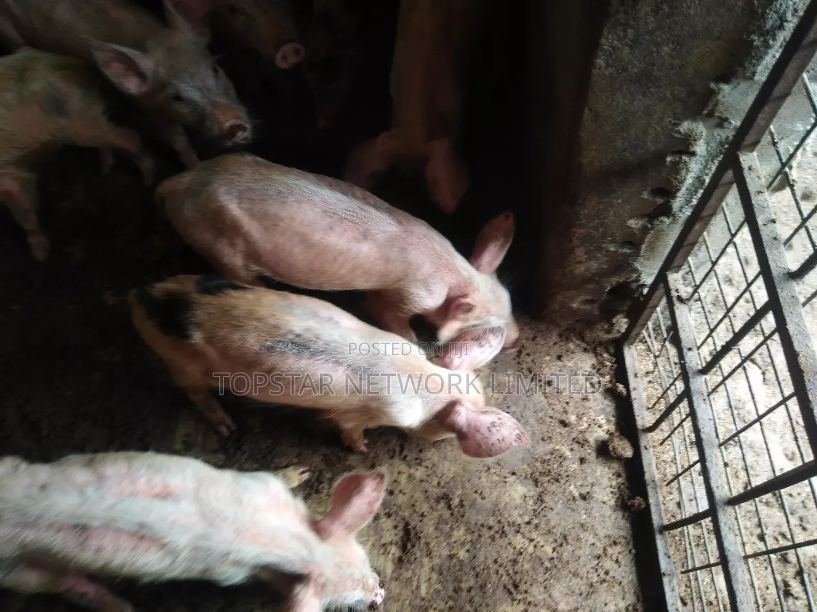 Healthy Weaners Available for Sale