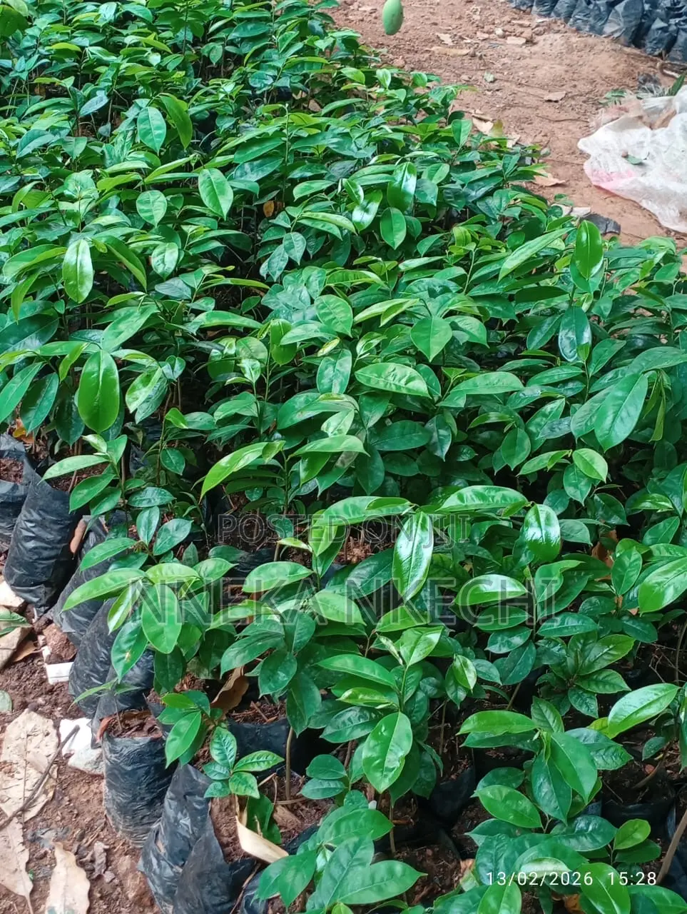 Soursop Seedlings