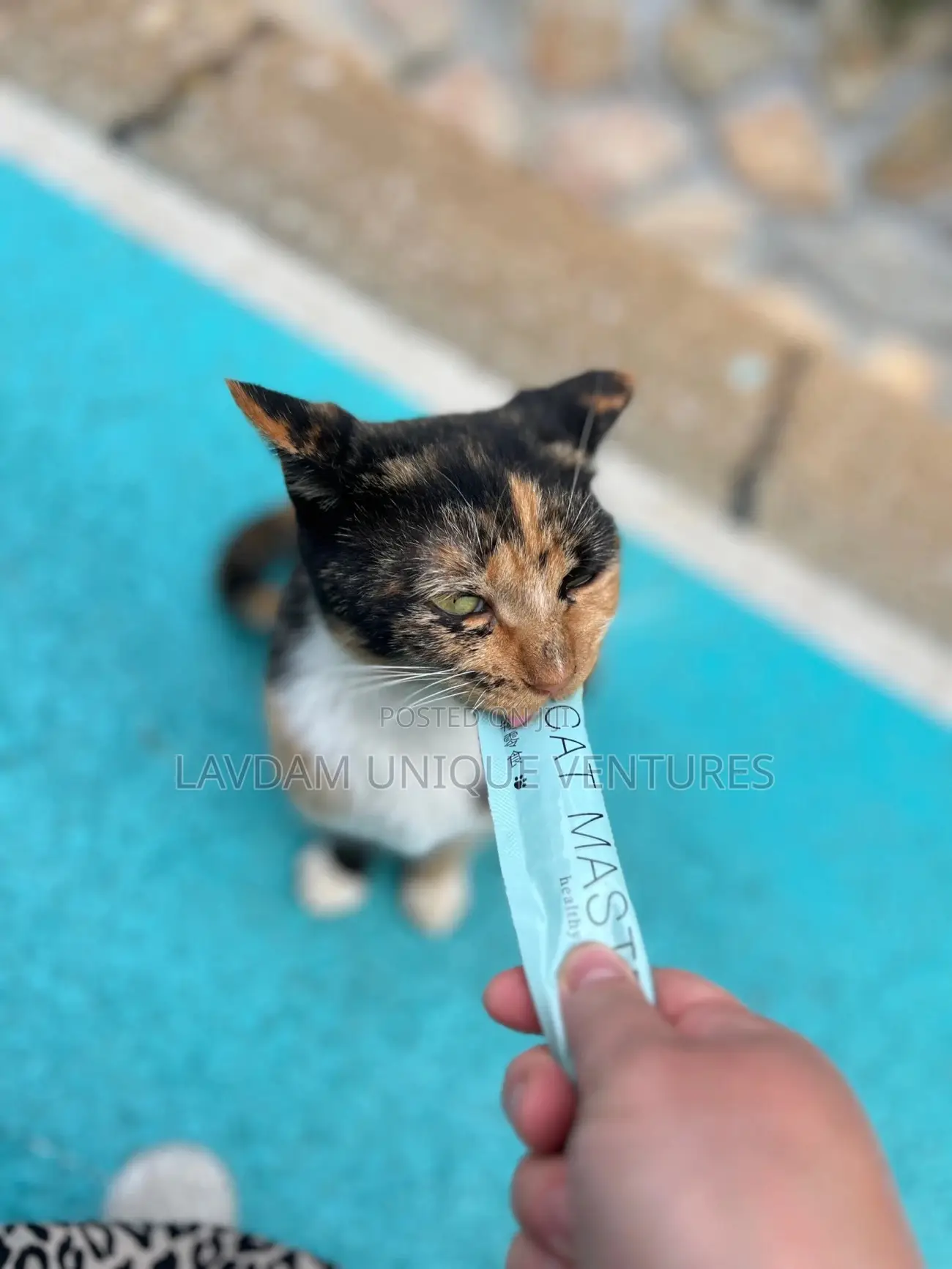 Delicious Cat Treats For Healthy And Happy Cats
