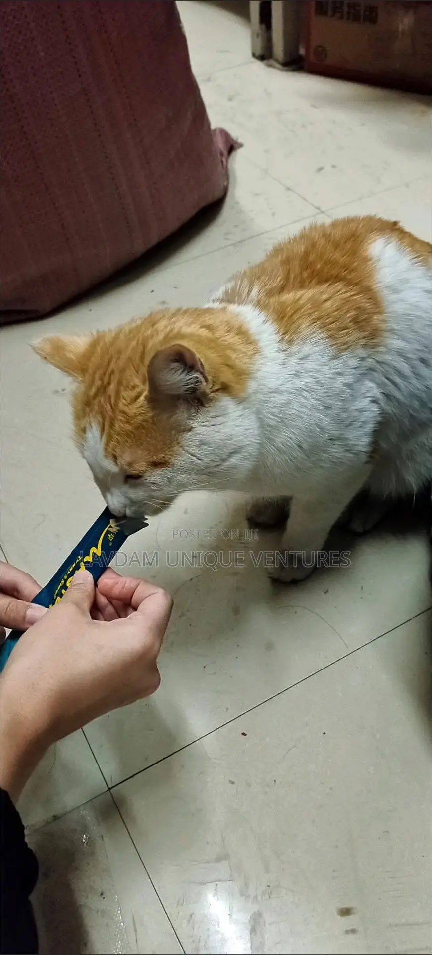 Delicious Cat Treats For Healthy And Happy Cats