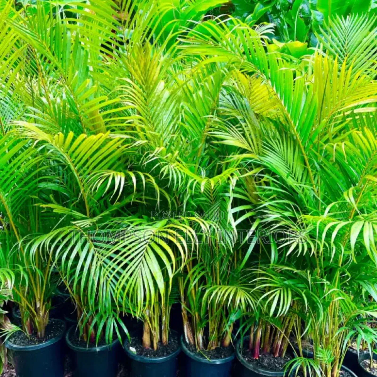 Golden Palm Plant
