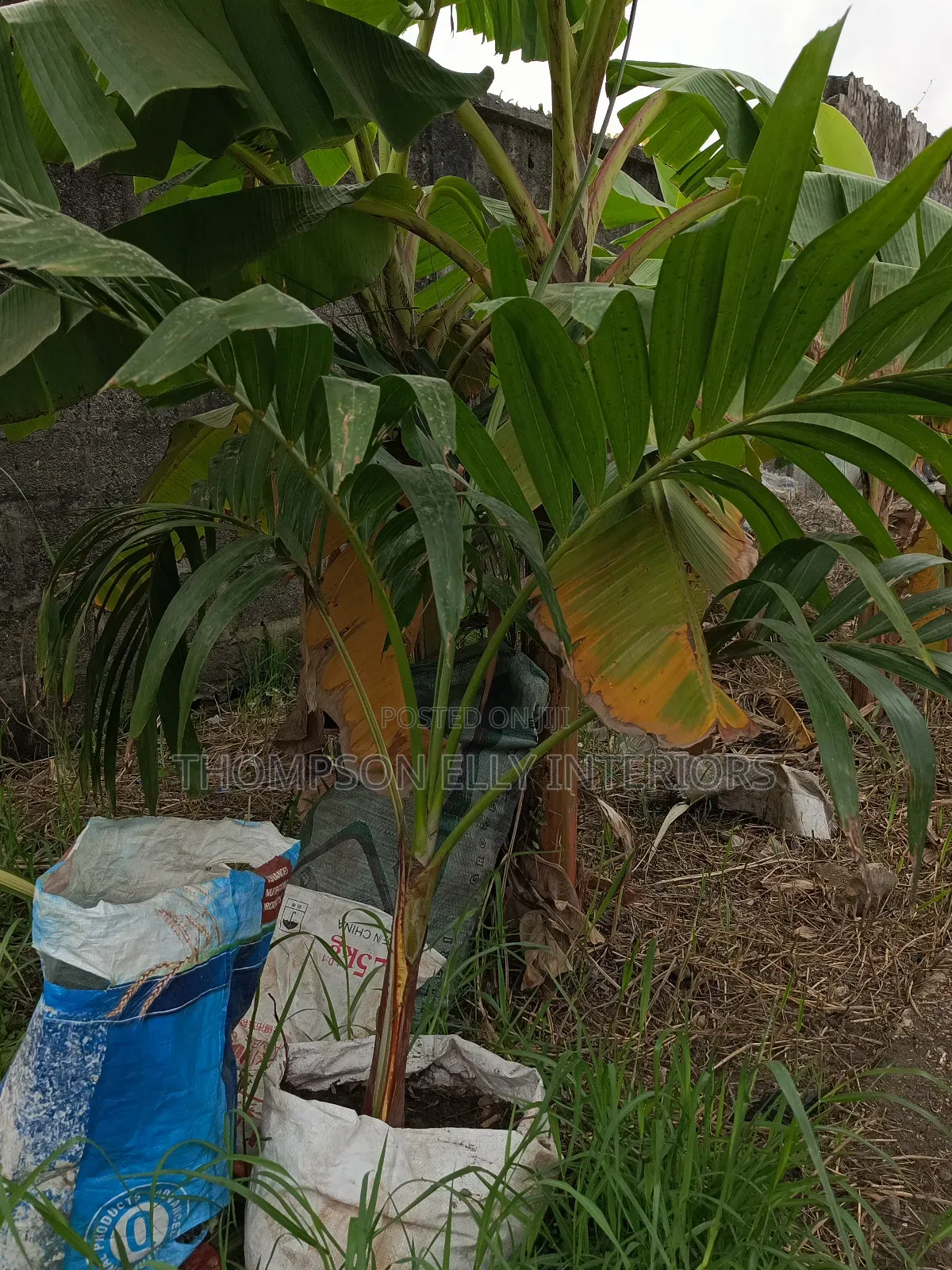 Kings Palm