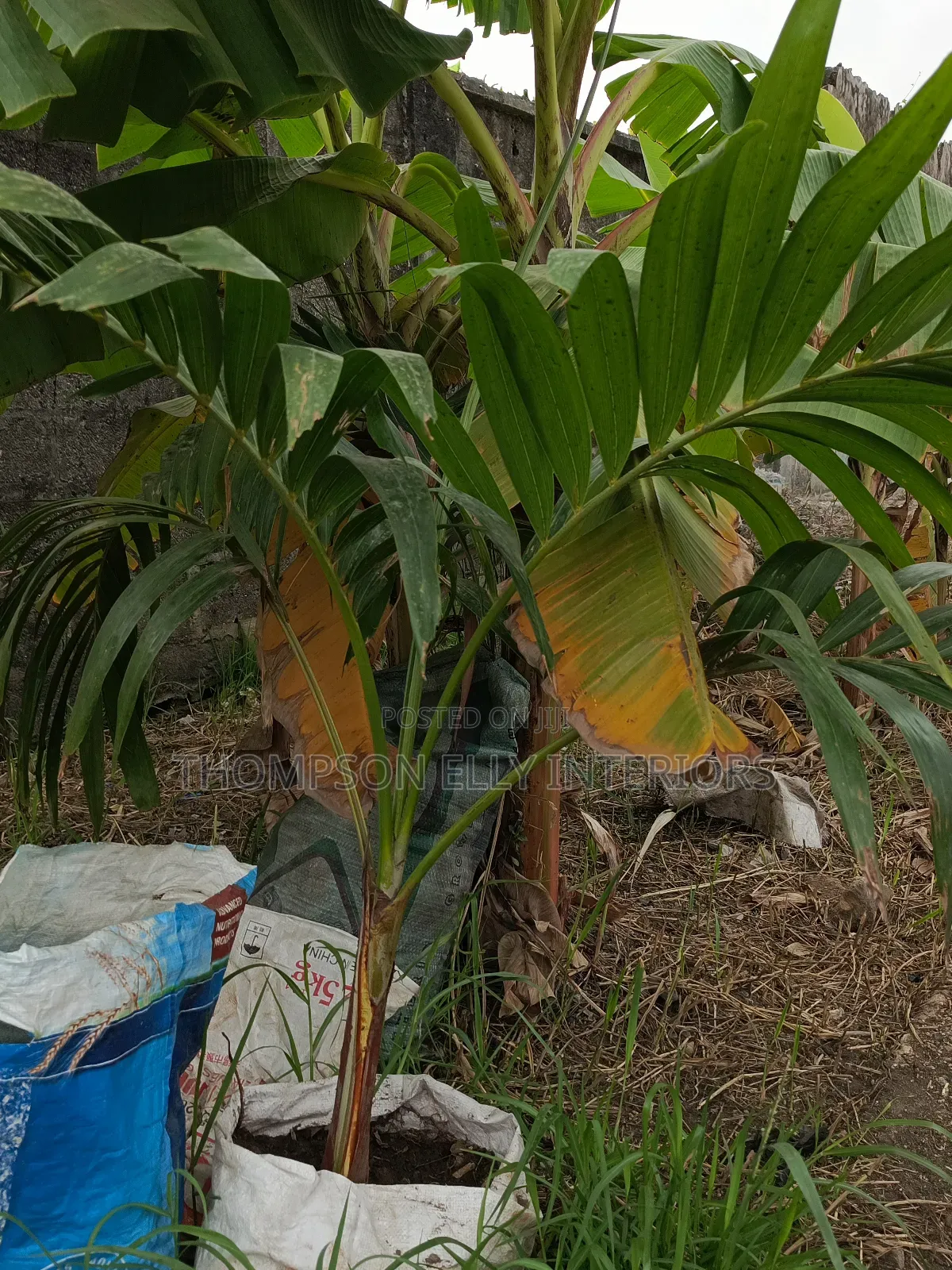 Kings Palm