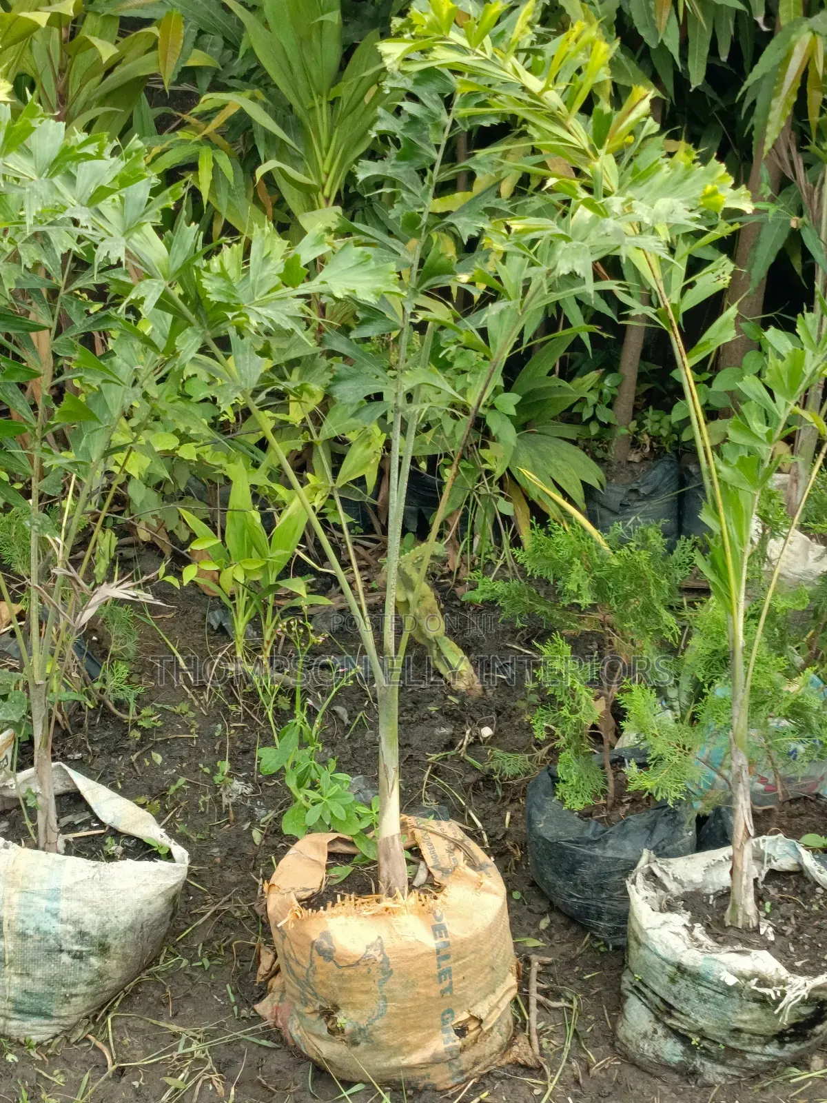 Four Square Palm Plant
