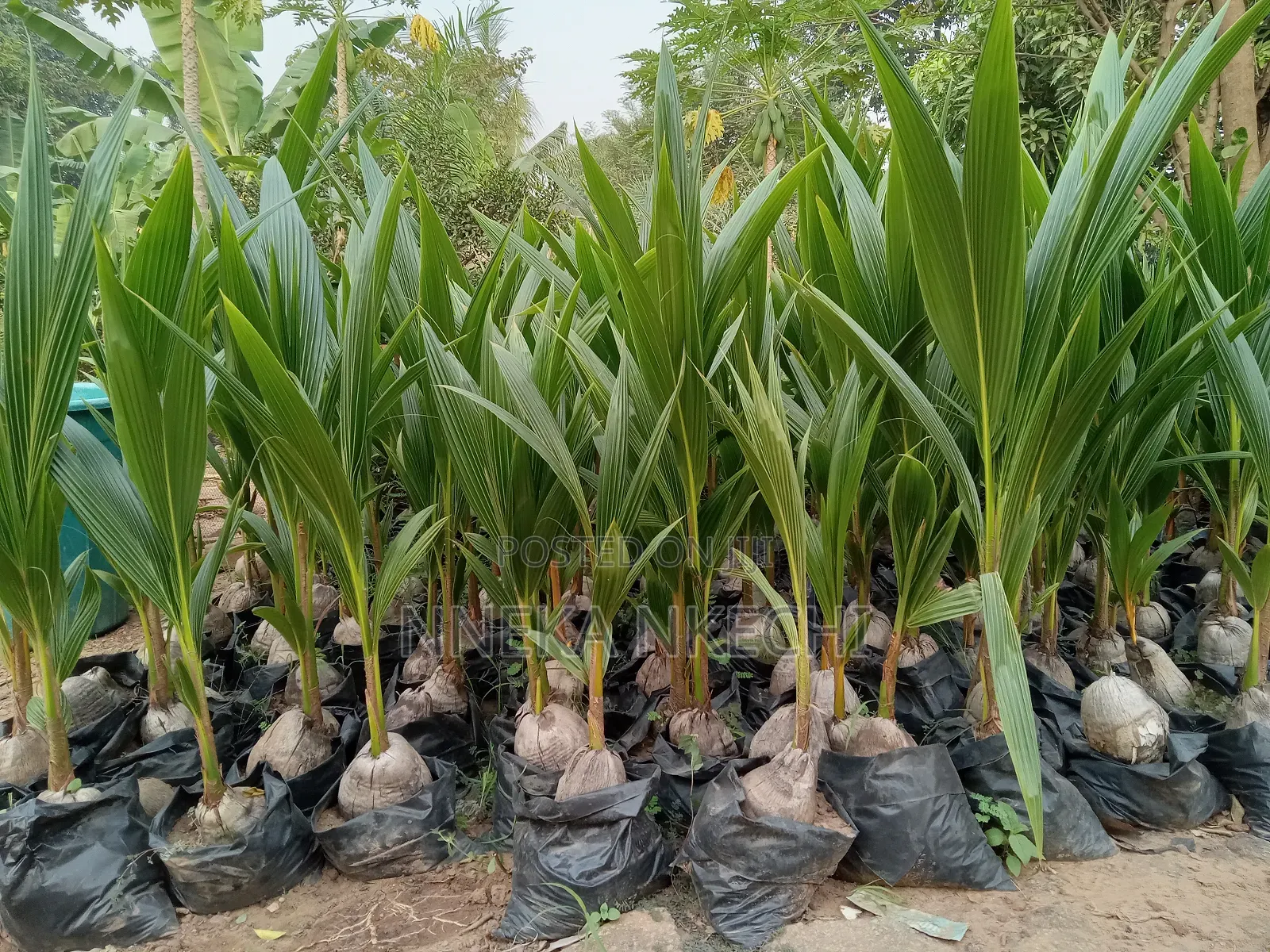 Coconut Seedlings