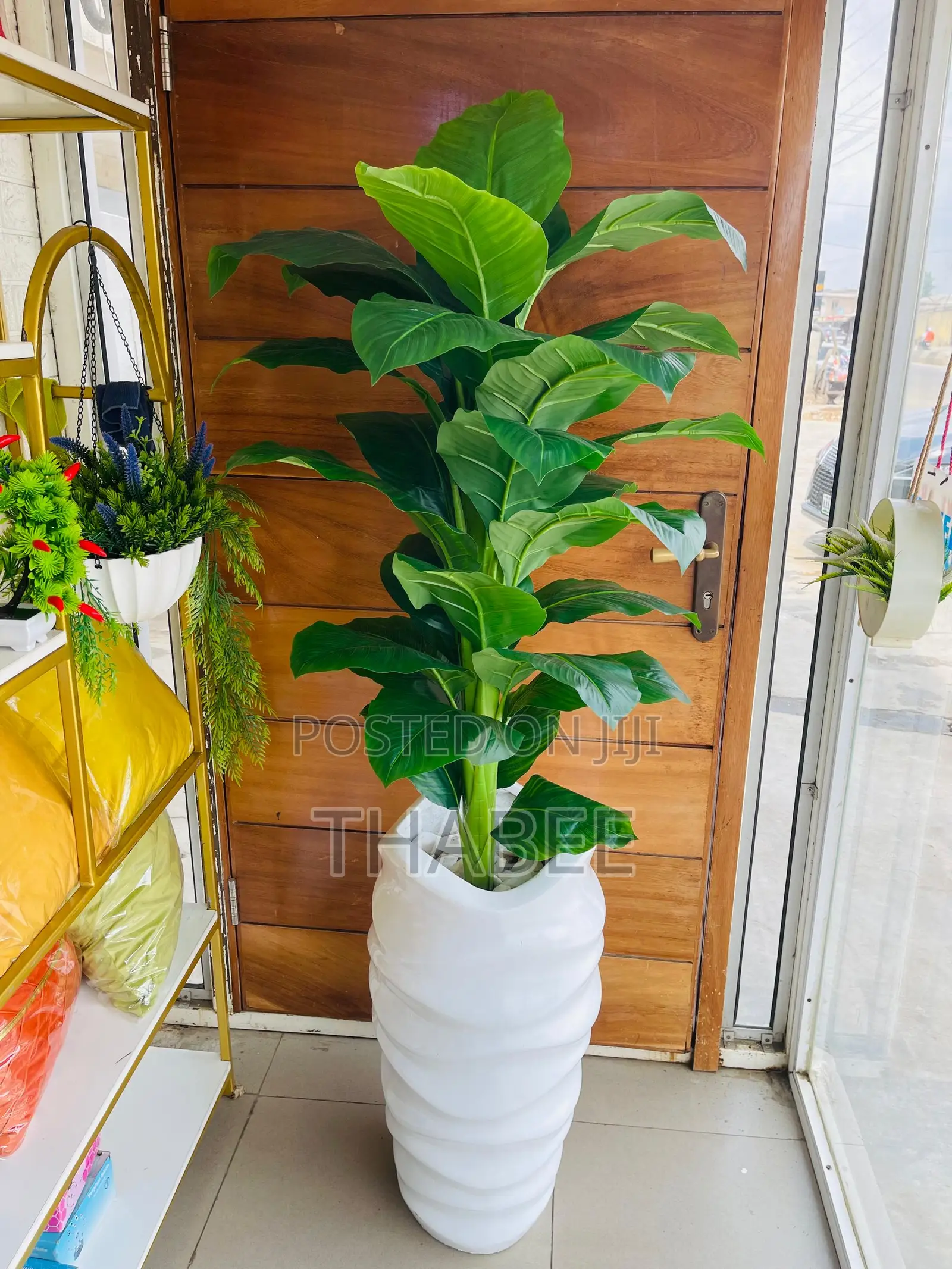 Broad Leaf Green Plant in White Wavy Vase