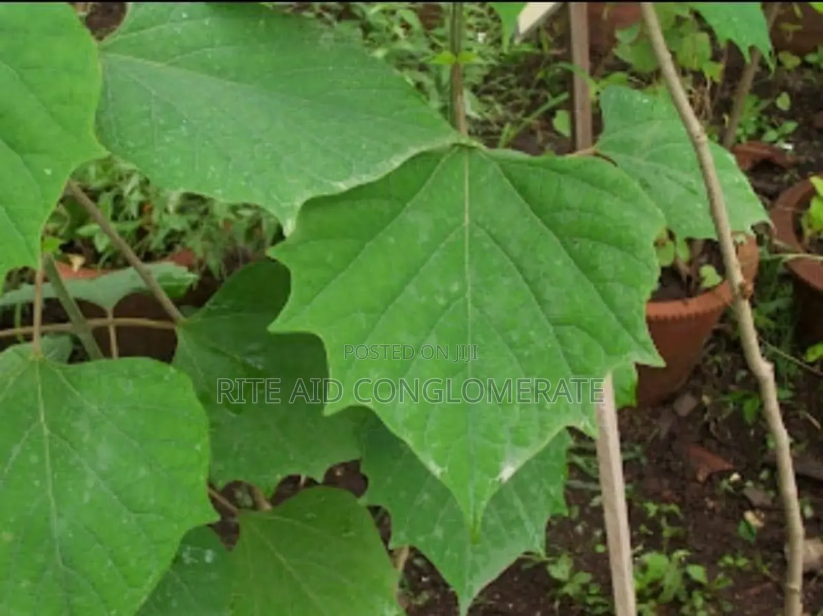 Gmilaina Seedlings