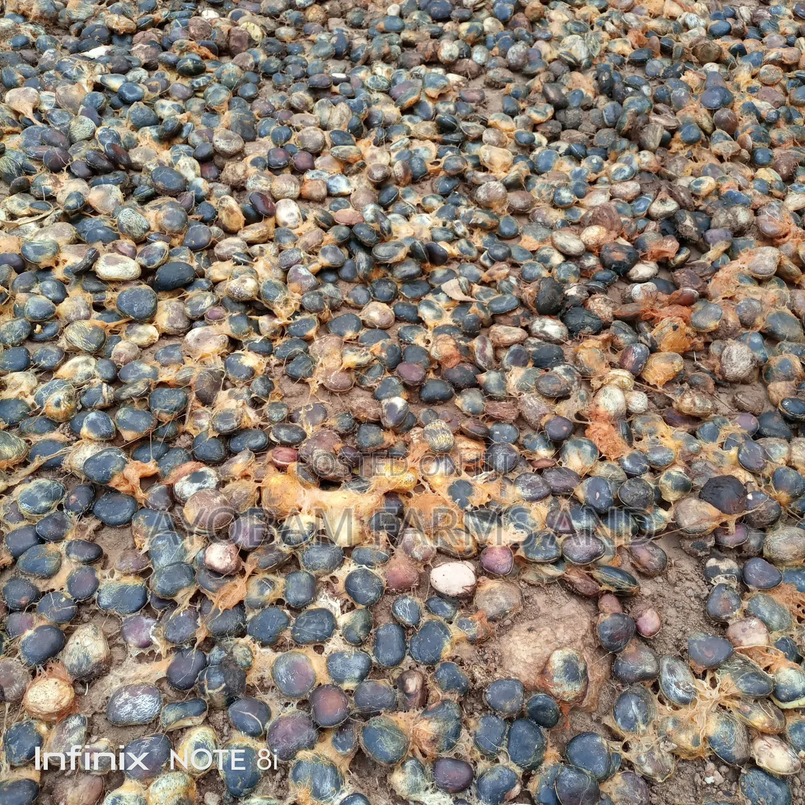 Ugwu Seeds