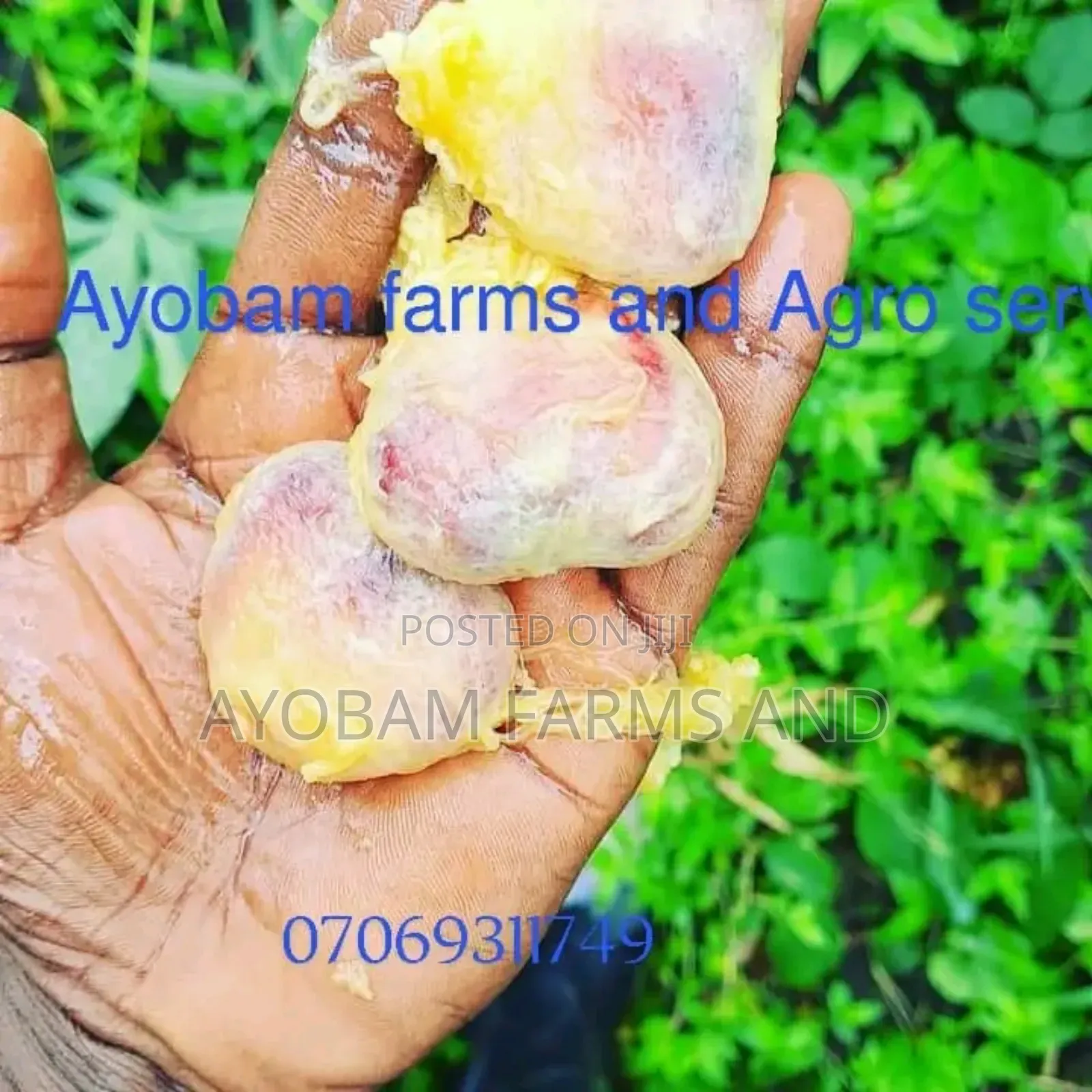 Ugwu Seeds