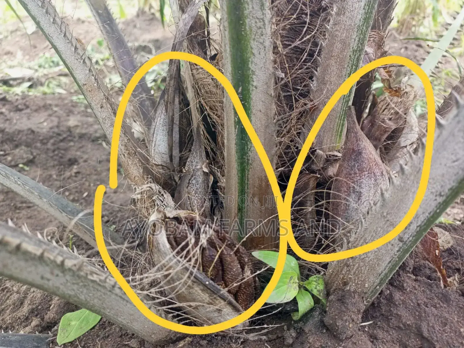 Tenera Hybrid Palm Oil Seedlings