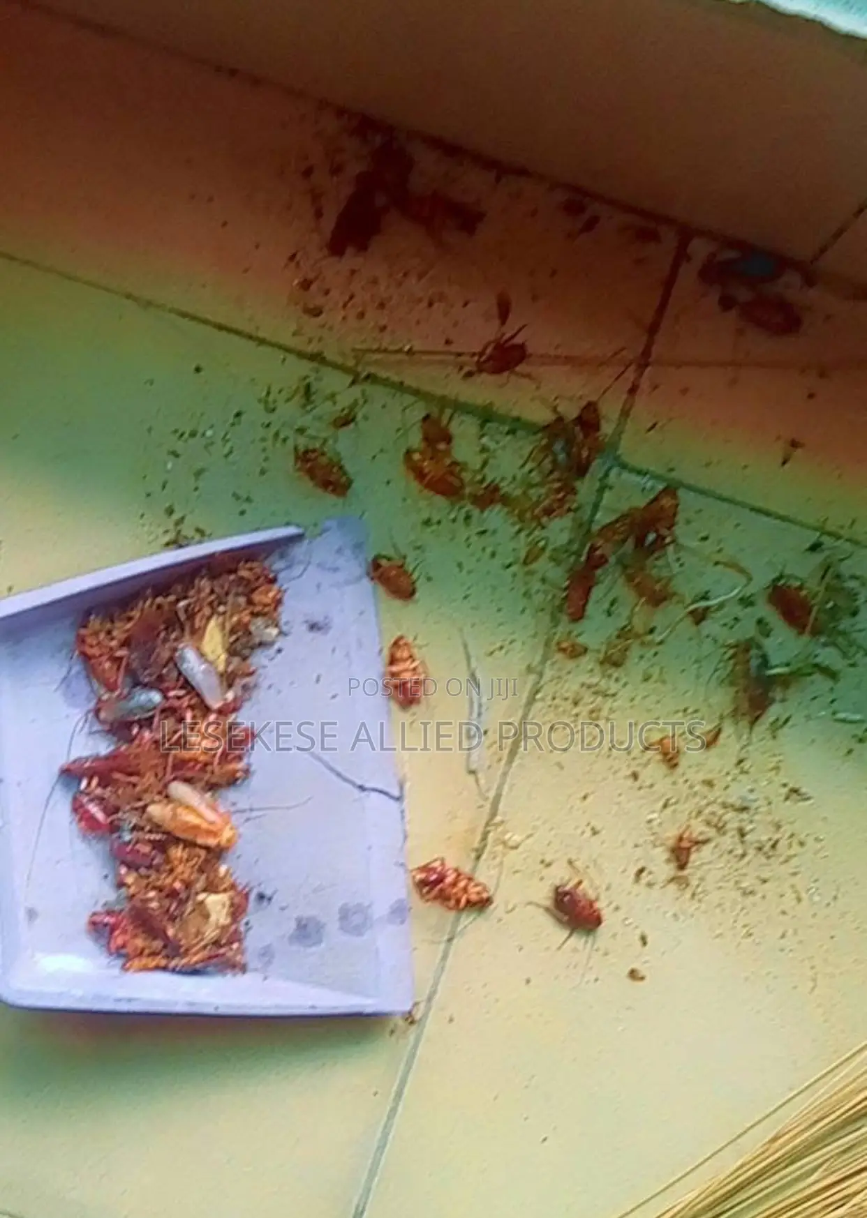 Lesekese Bedbugs and Cockroaches Instant Killer - 500ml