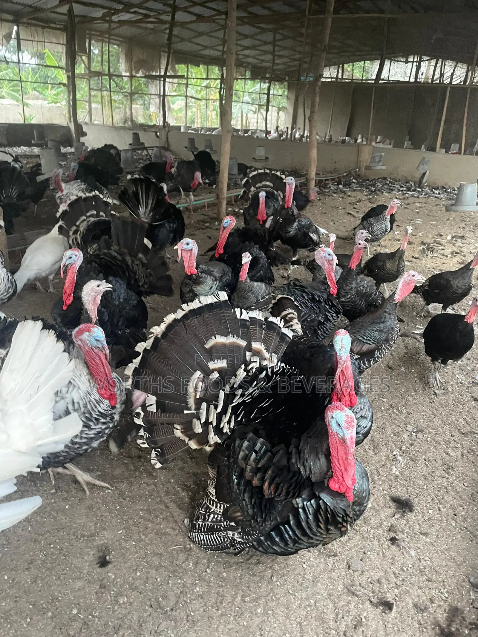 Local Big Turkeys for Sale