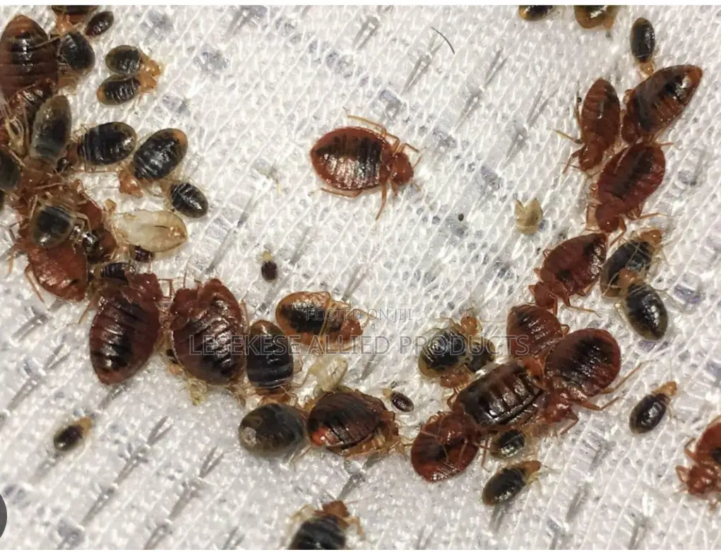 Lesekese Bedbugs and Cockroaches Instant Killer - 500ml