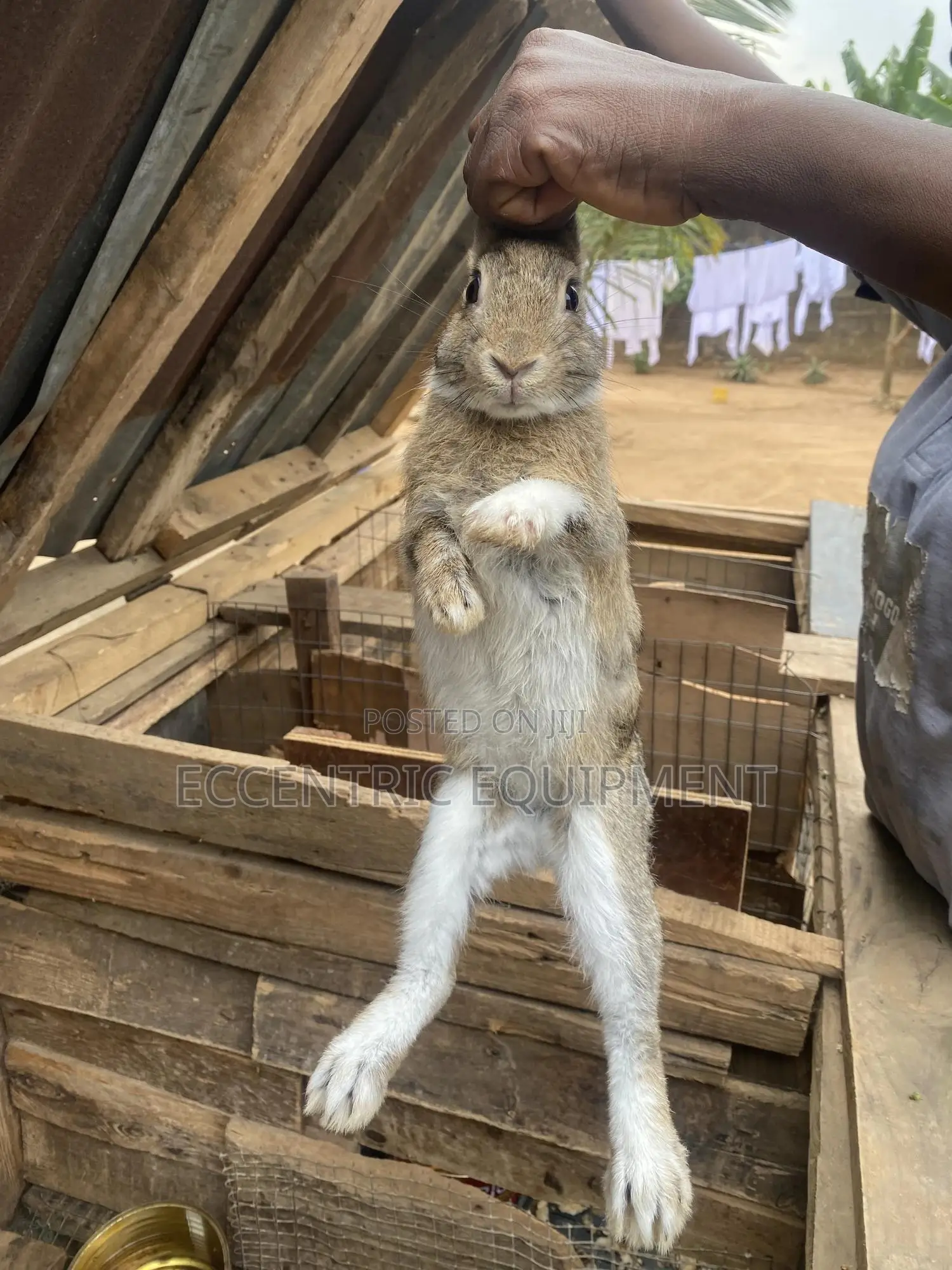 Adult and Baby Rabbits
