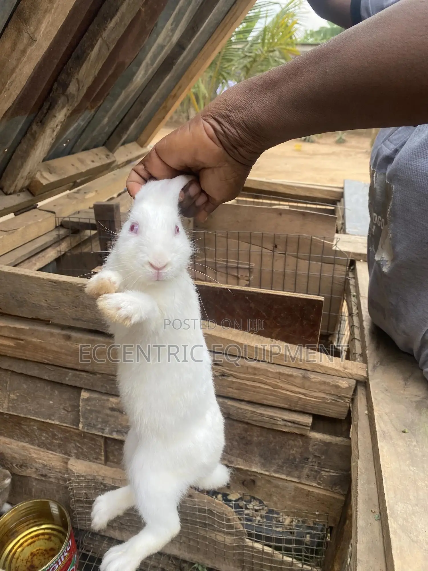 Adult and Baby Rabbits