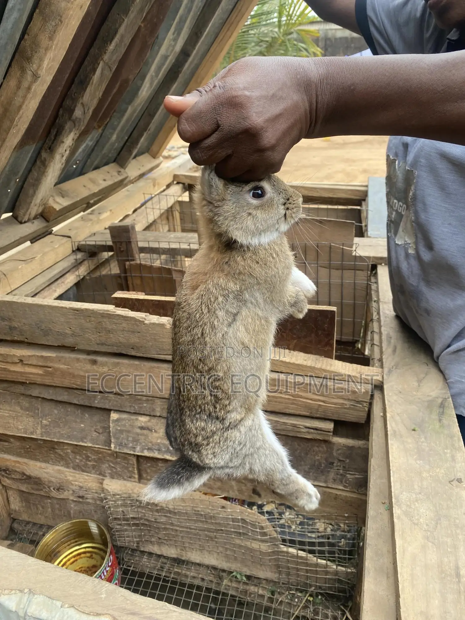 Adult and Baby Rabbits