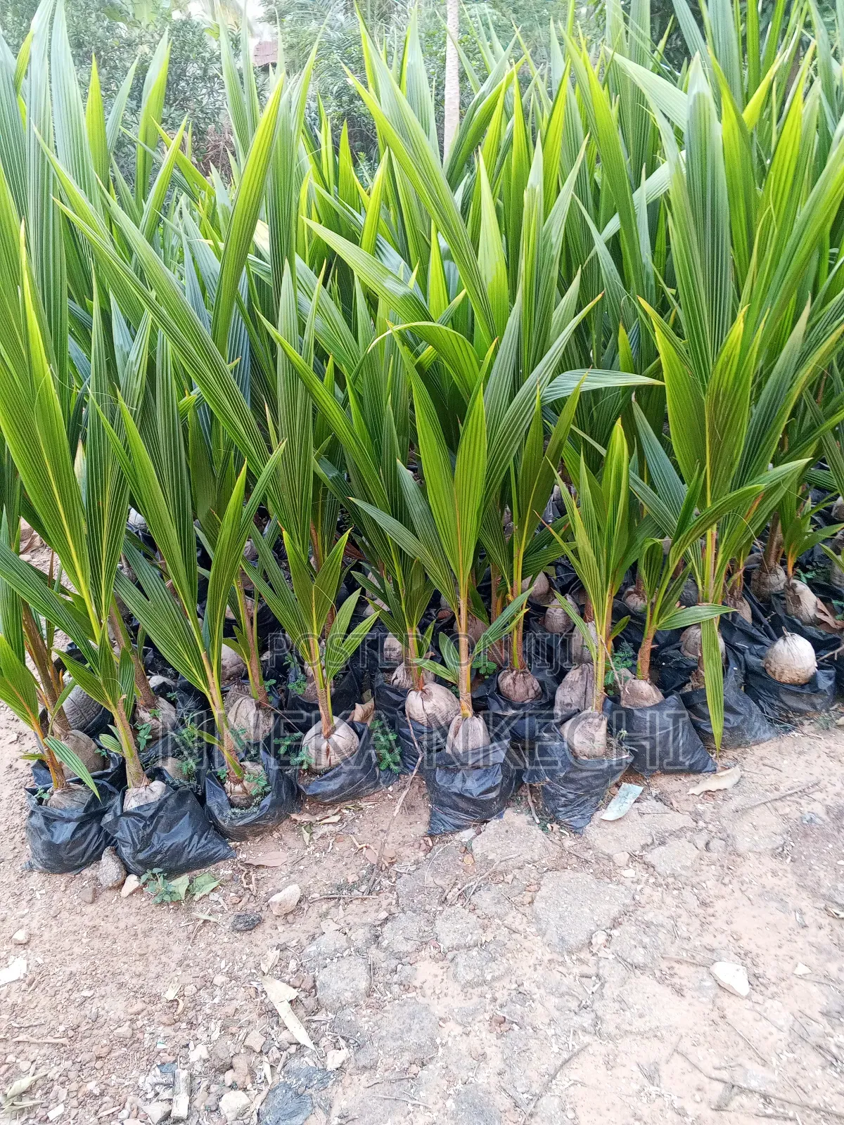 Dwarf Hybrid Coconut