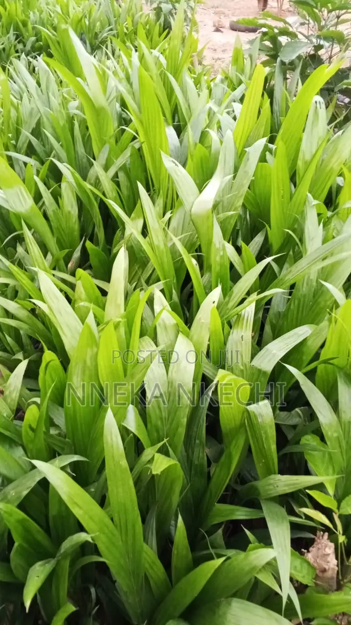 Tenera Palm Seedlings.