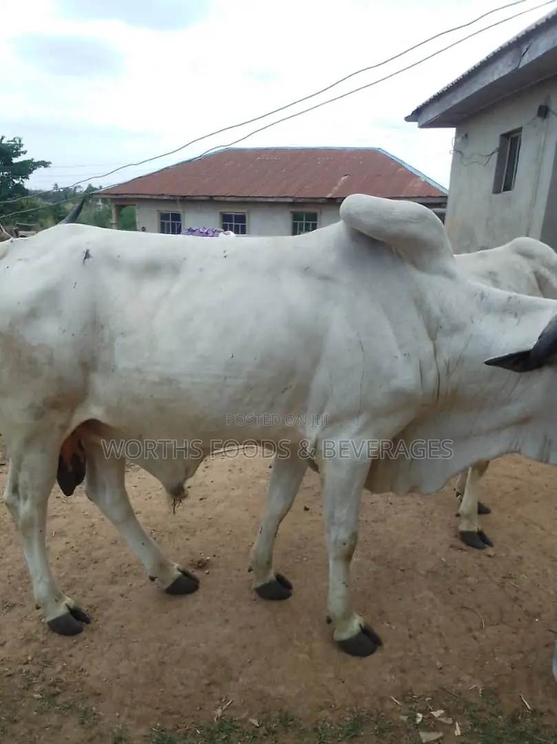Large Cows/Cattle for Sale