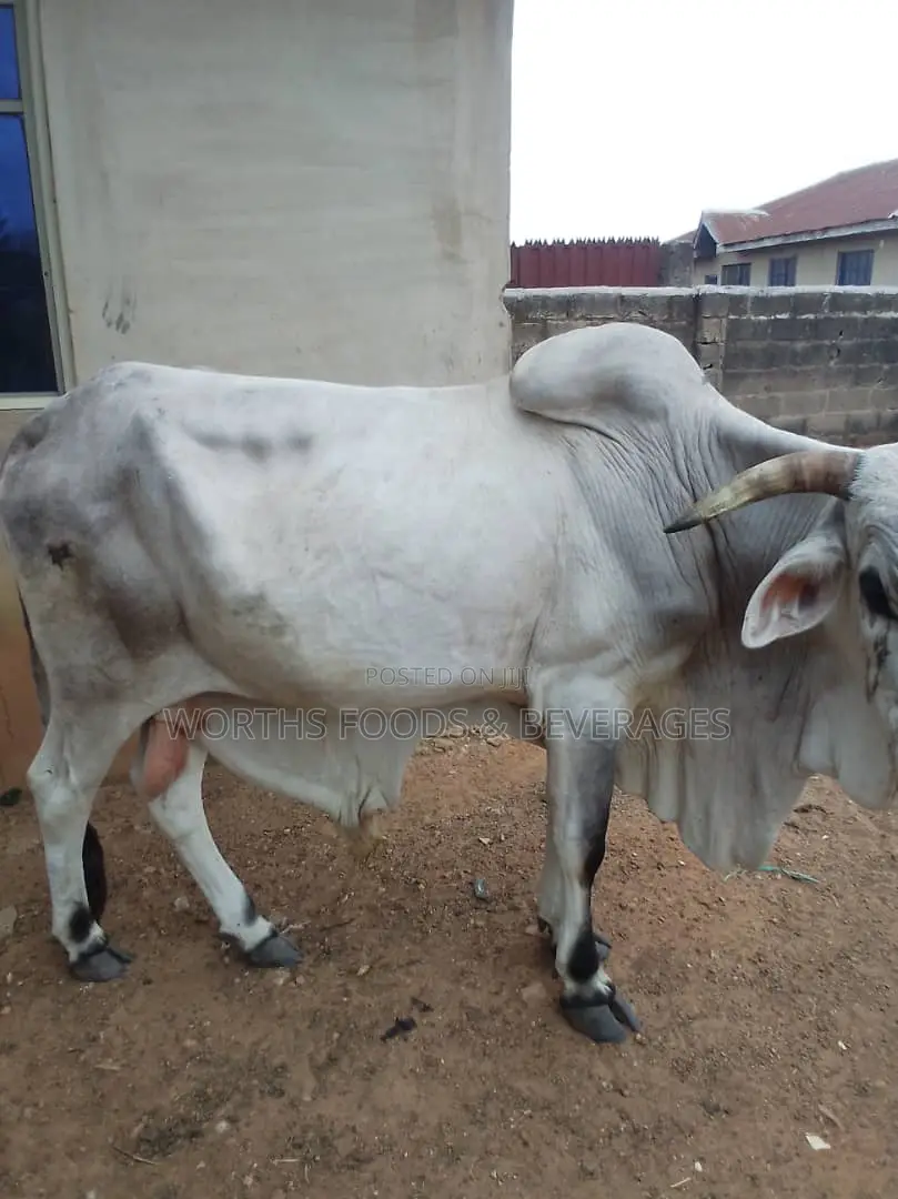 Large Cows/Cattle for Sale