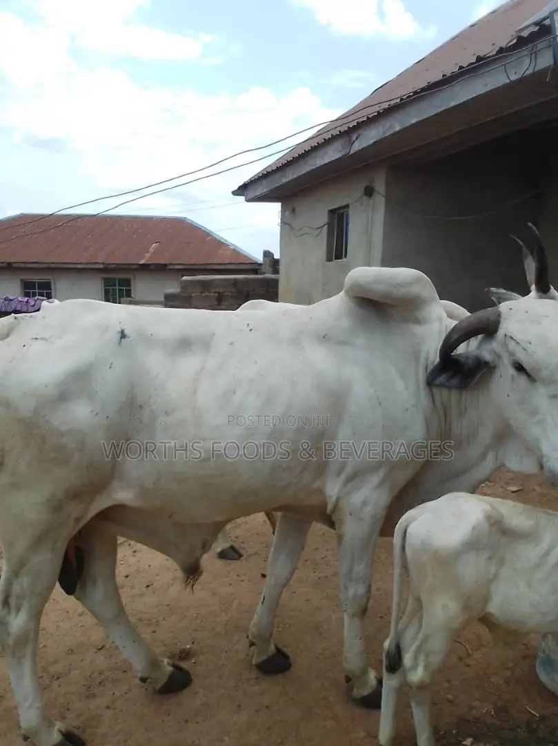 Large Cows/Cattle for Sale