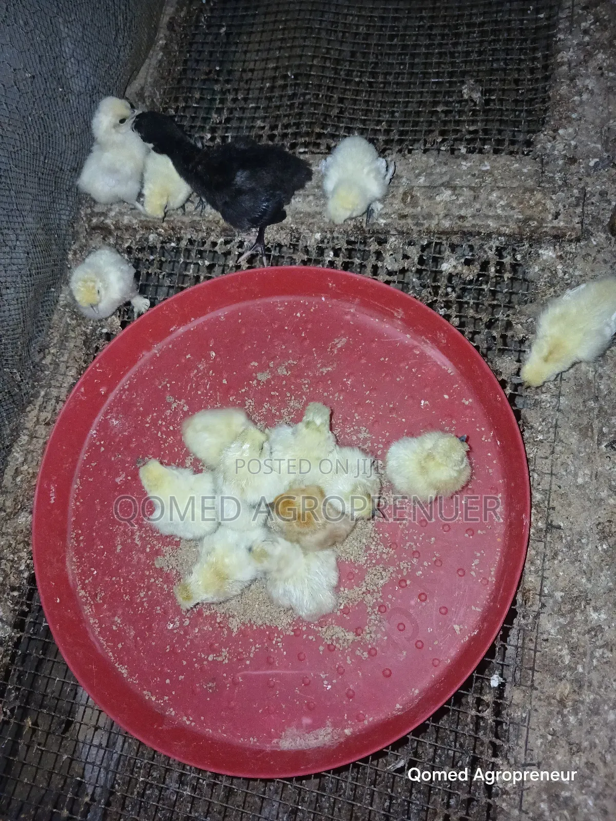 Young Brahma, Silkie, Sultan, Polish, Frizzle, Naked Neck