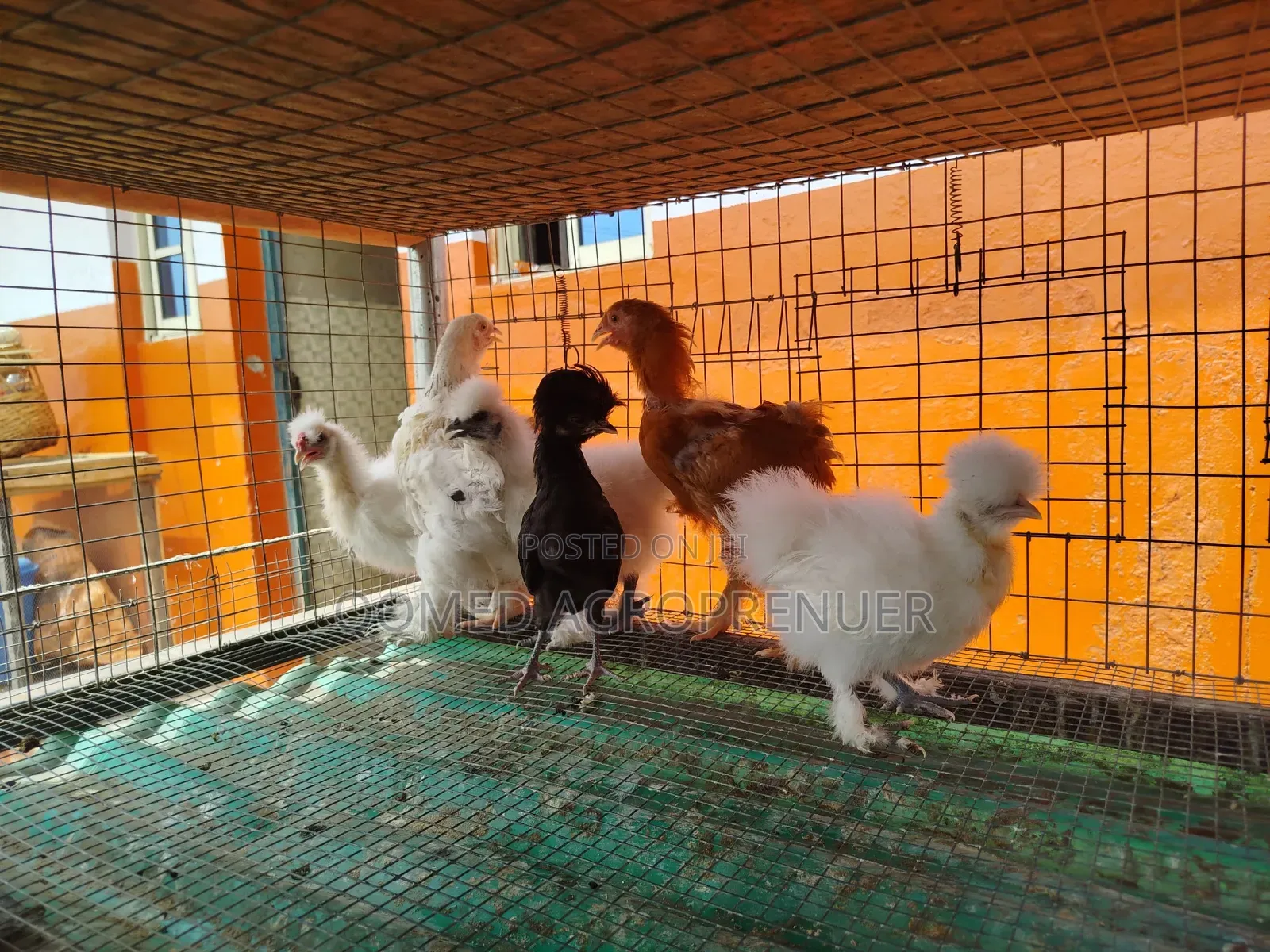 Young Brahma, Silkie, Sultan, Polish, Frizzle, Naked Neck