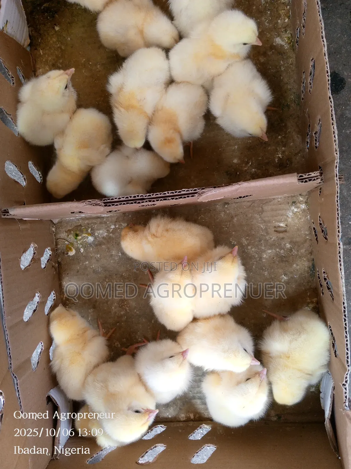 Young Brahma, Silkie, Sultan, Polish, Frizzle, Naked Neck