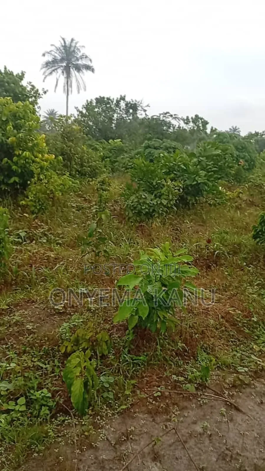 100 Plots for Urgent Sale