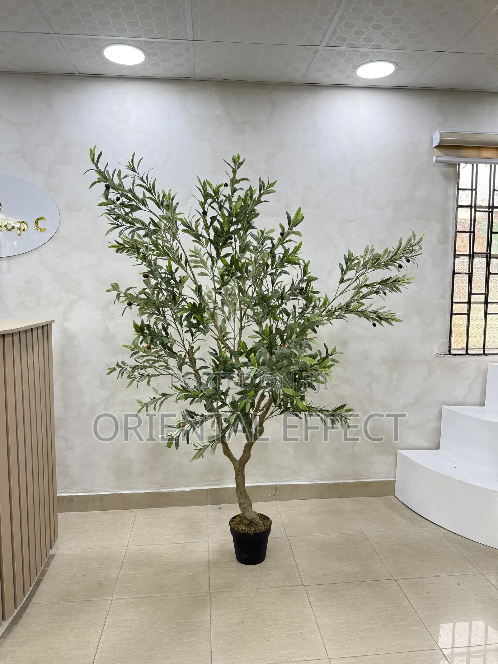 210cm Artificial Wide Olive Tree – Home Interior Décor in Nigeria