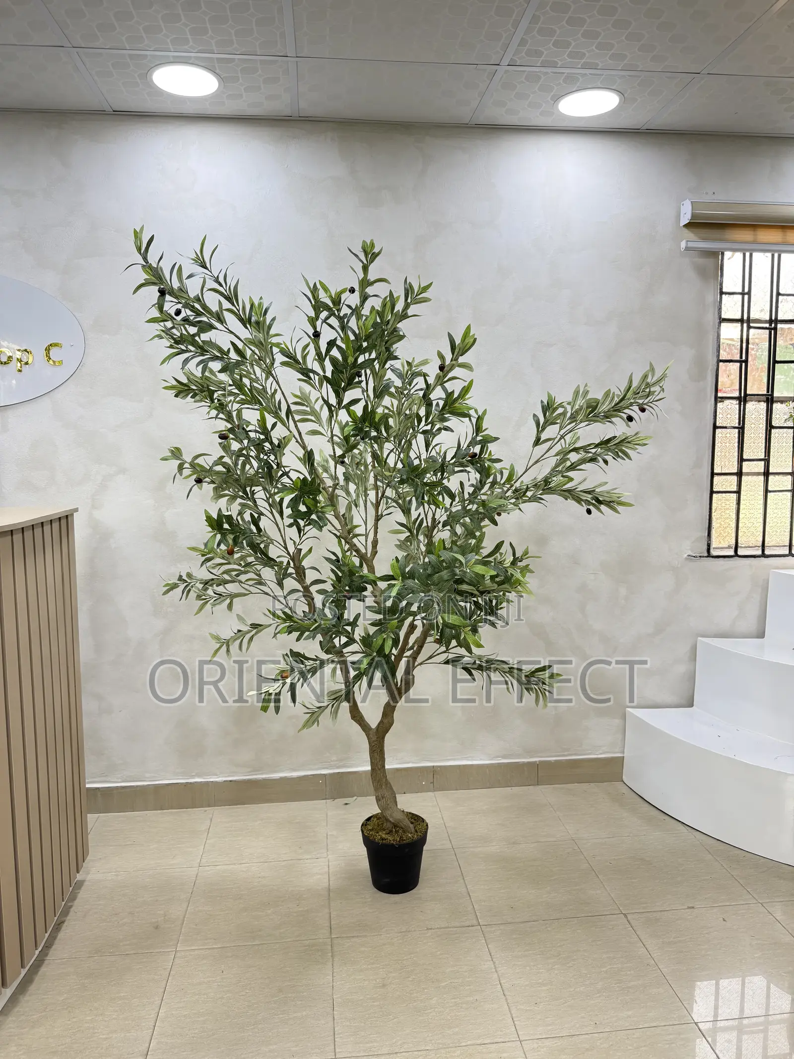 210cm Artificial Wide Olive Tree – Home Interior Décor in Nigeria