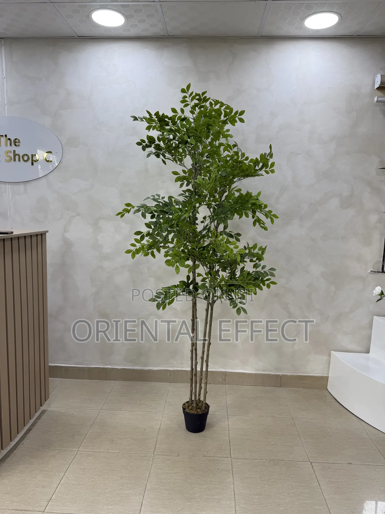 180cm Artificial Pumila Tree – Realistic Faux Indoor Plant Decor