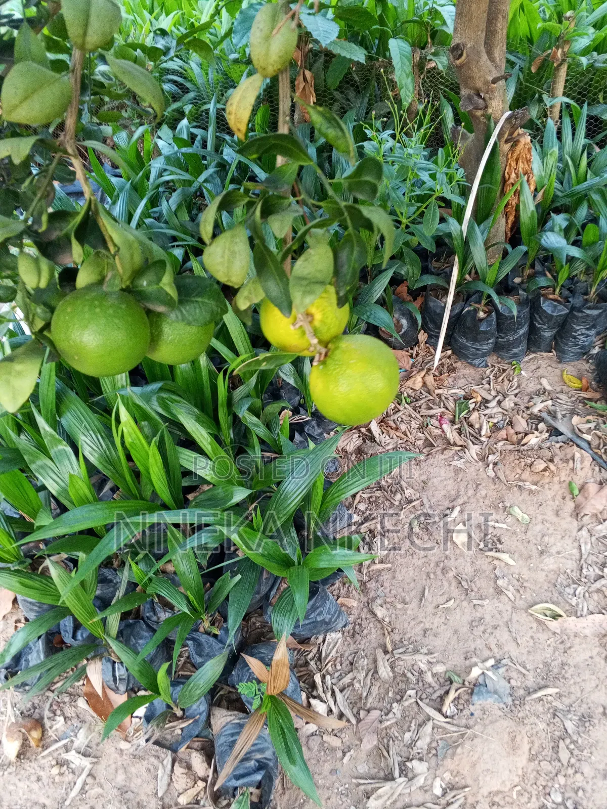 Grafted Tangerine Seedlings Available