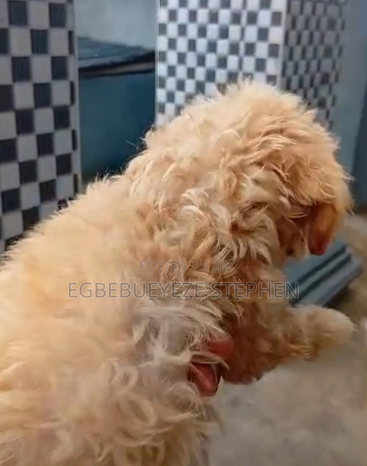 1-3 months Female Purebred Lhasa Apso