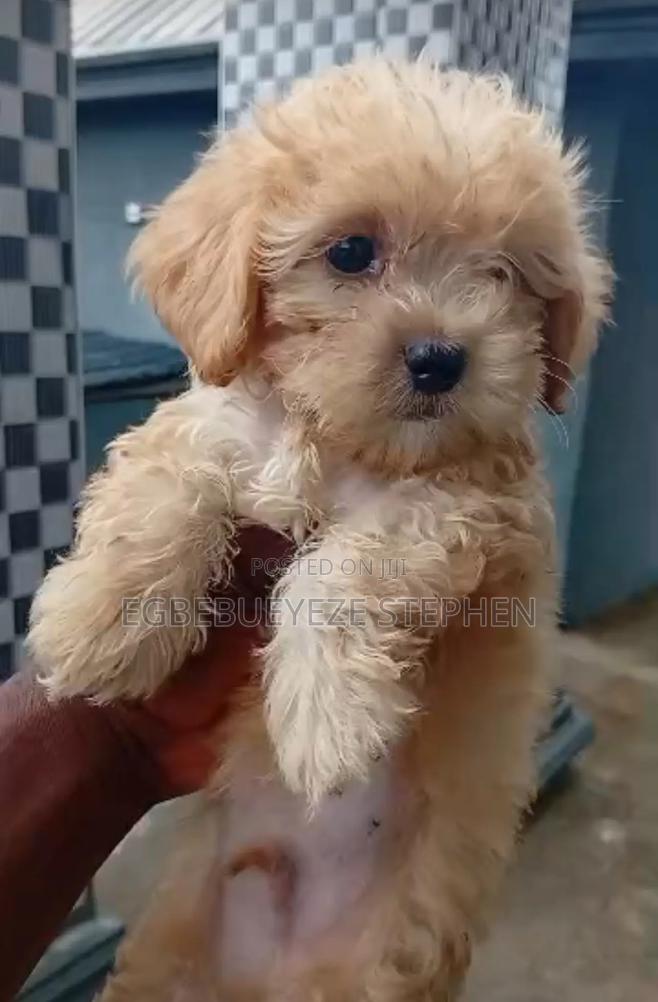 1-3 months Female Purebred Lhasa Apso