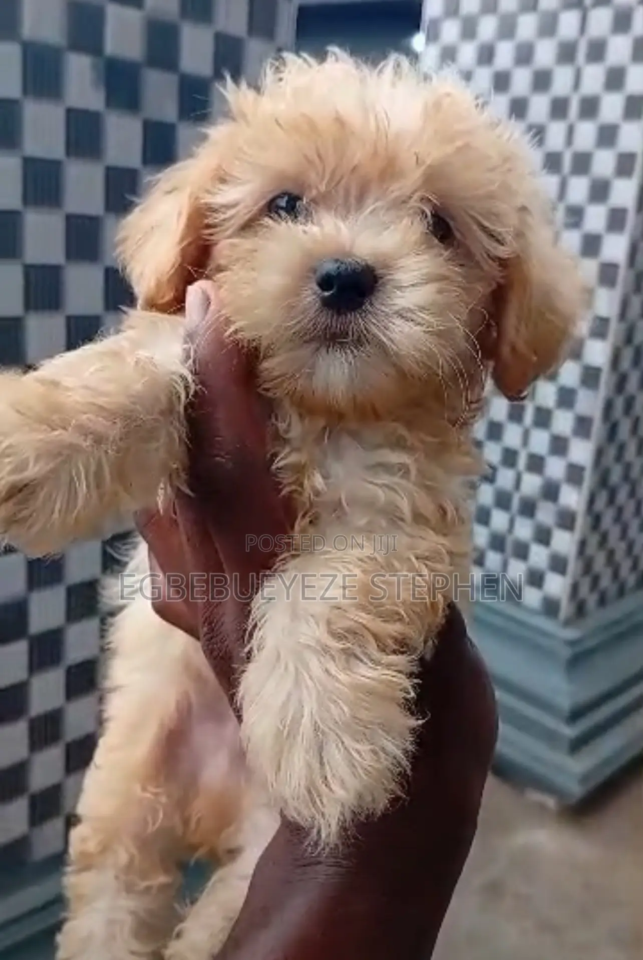 1-3 months Female Purebred Lhasa Apso
