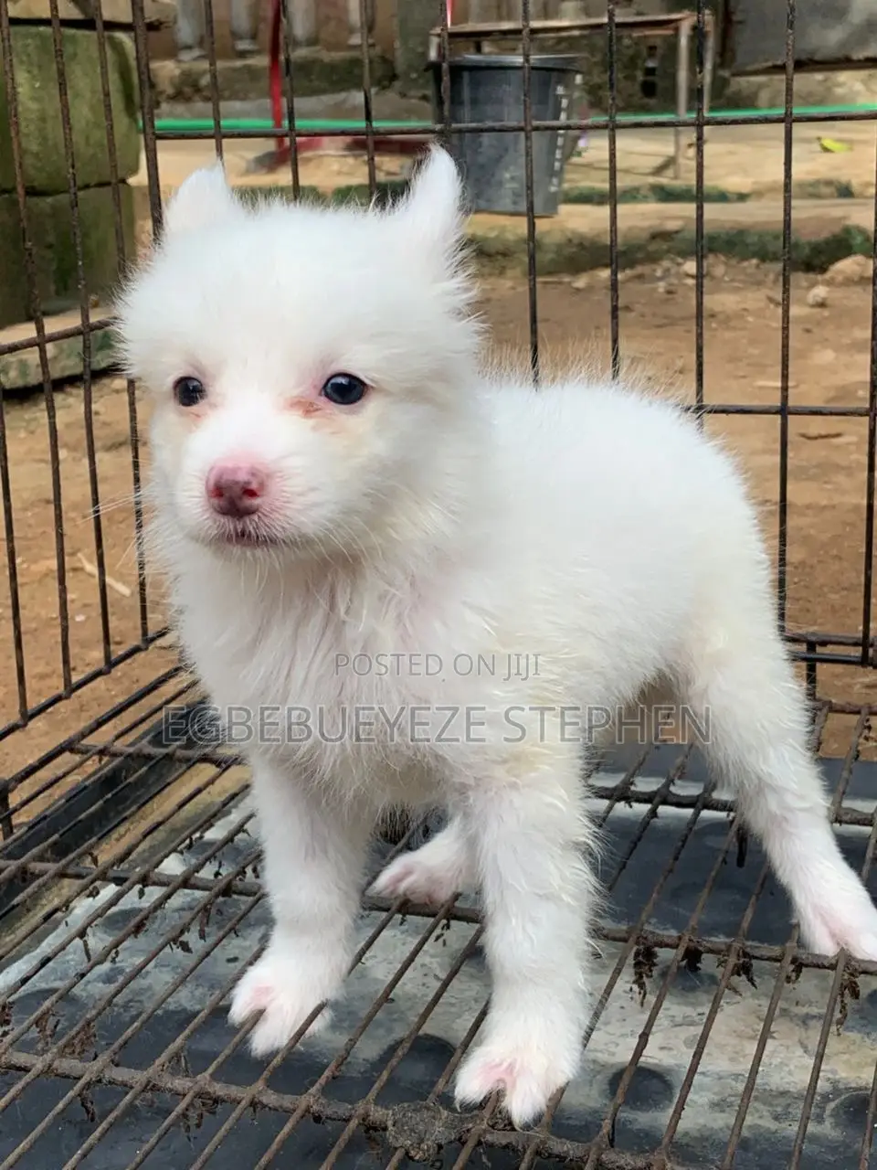 1-3 months Female Purebred American Eskimo
