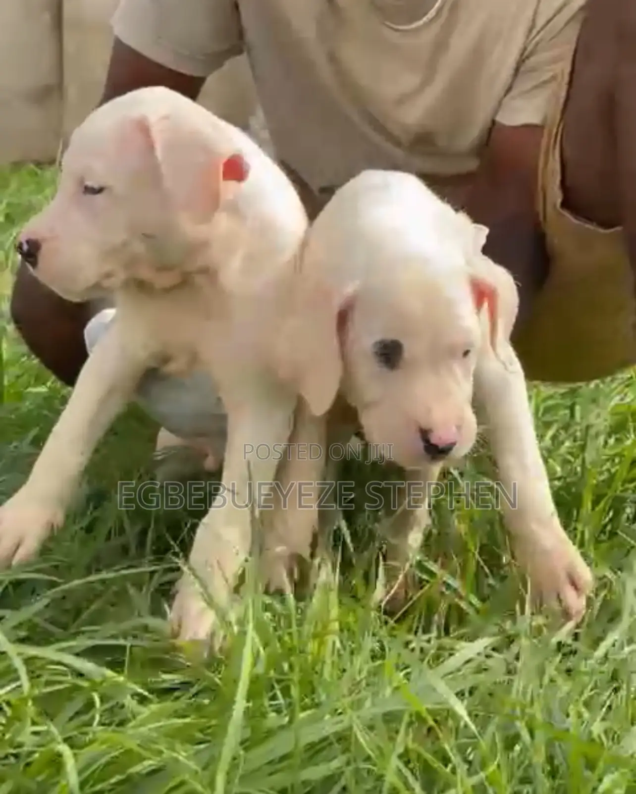 1-3 months Male Purebred Dogo Argentino