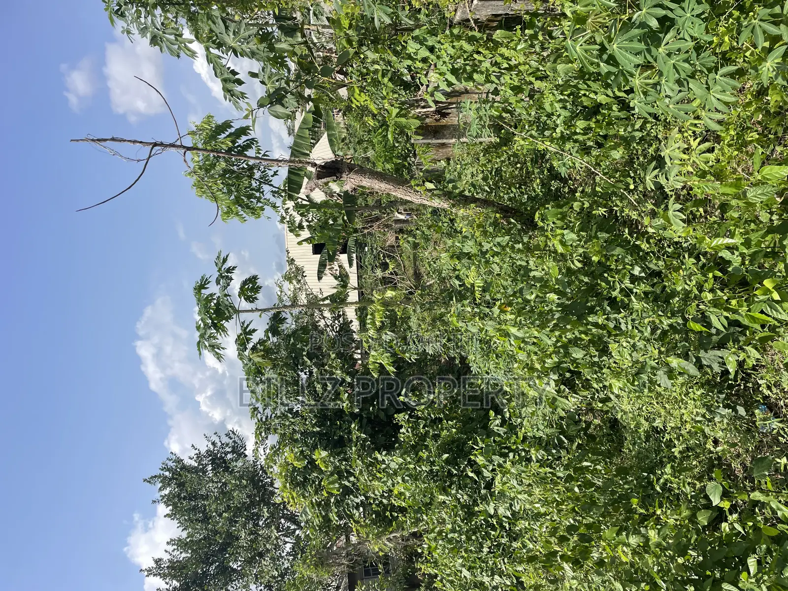 A Complete Full Plot of Land in a Cool and Serene Environment