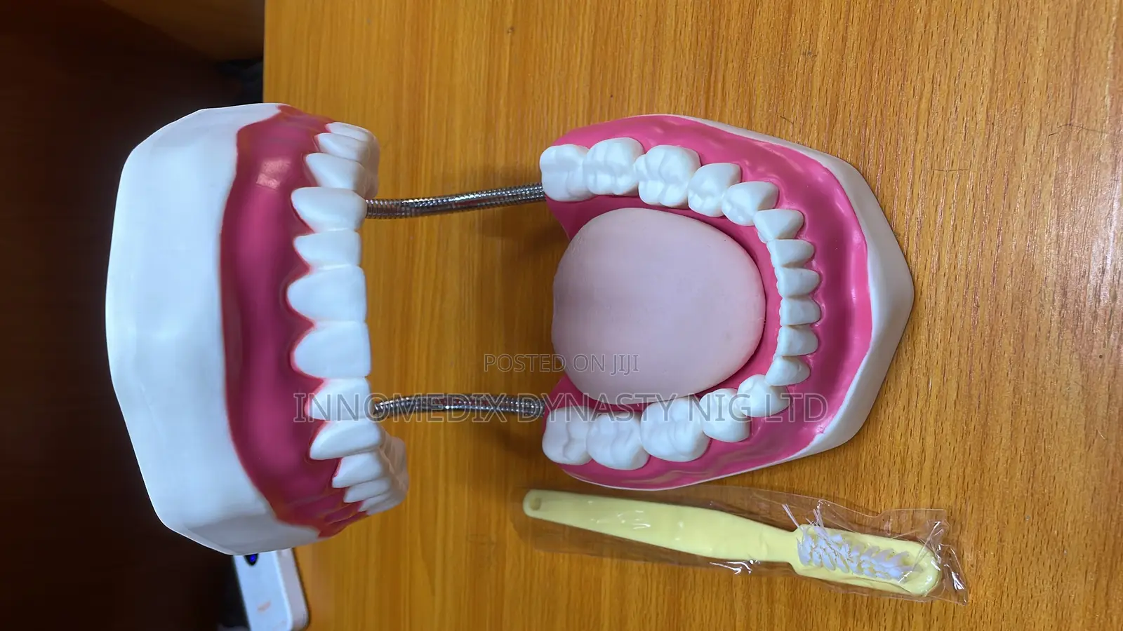 Teeth Model / Dental Casts