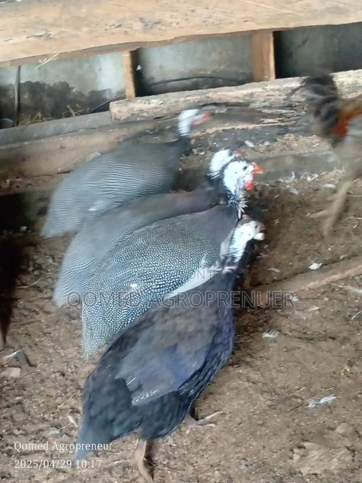 Mature Guinea Fowl