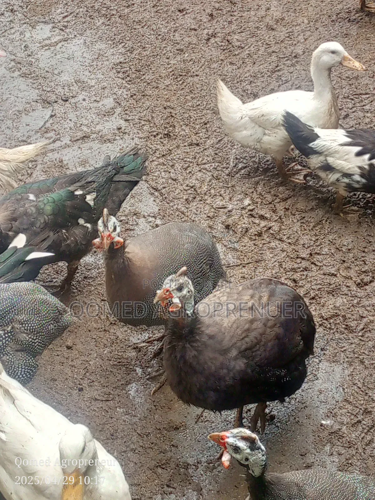 Mature Guinea Fowl