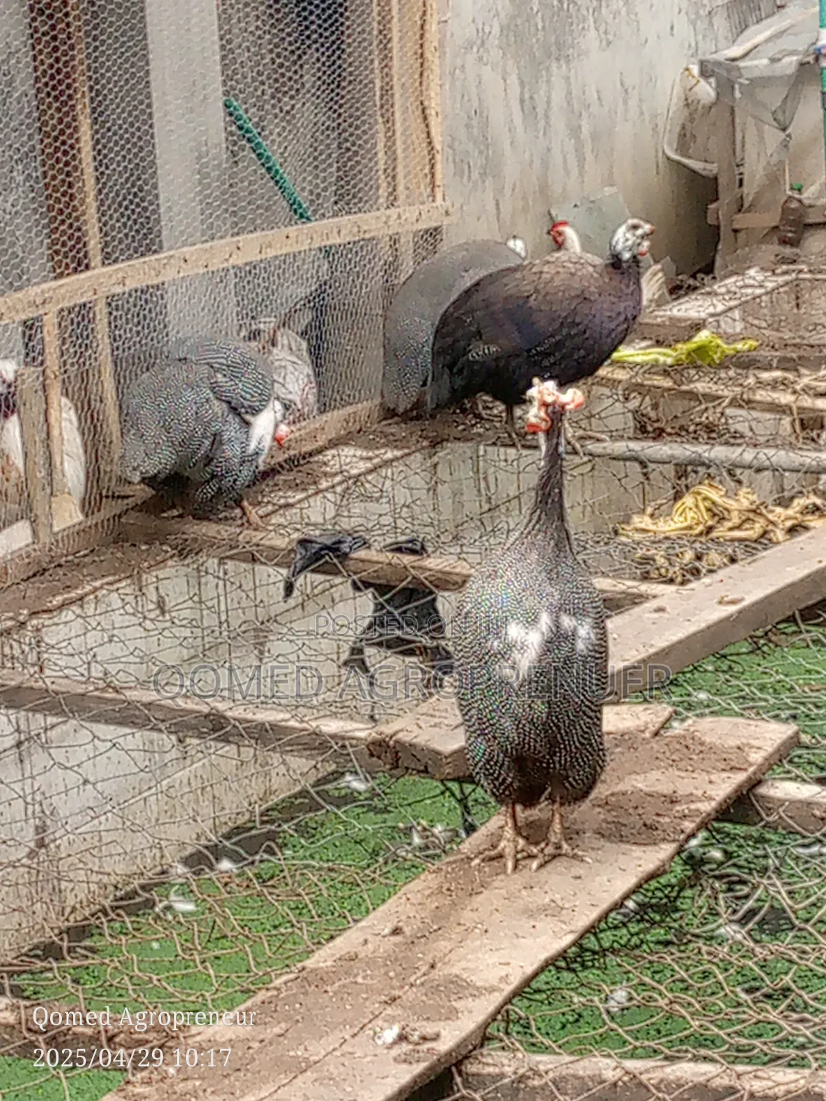 Mature Guinea Fowl