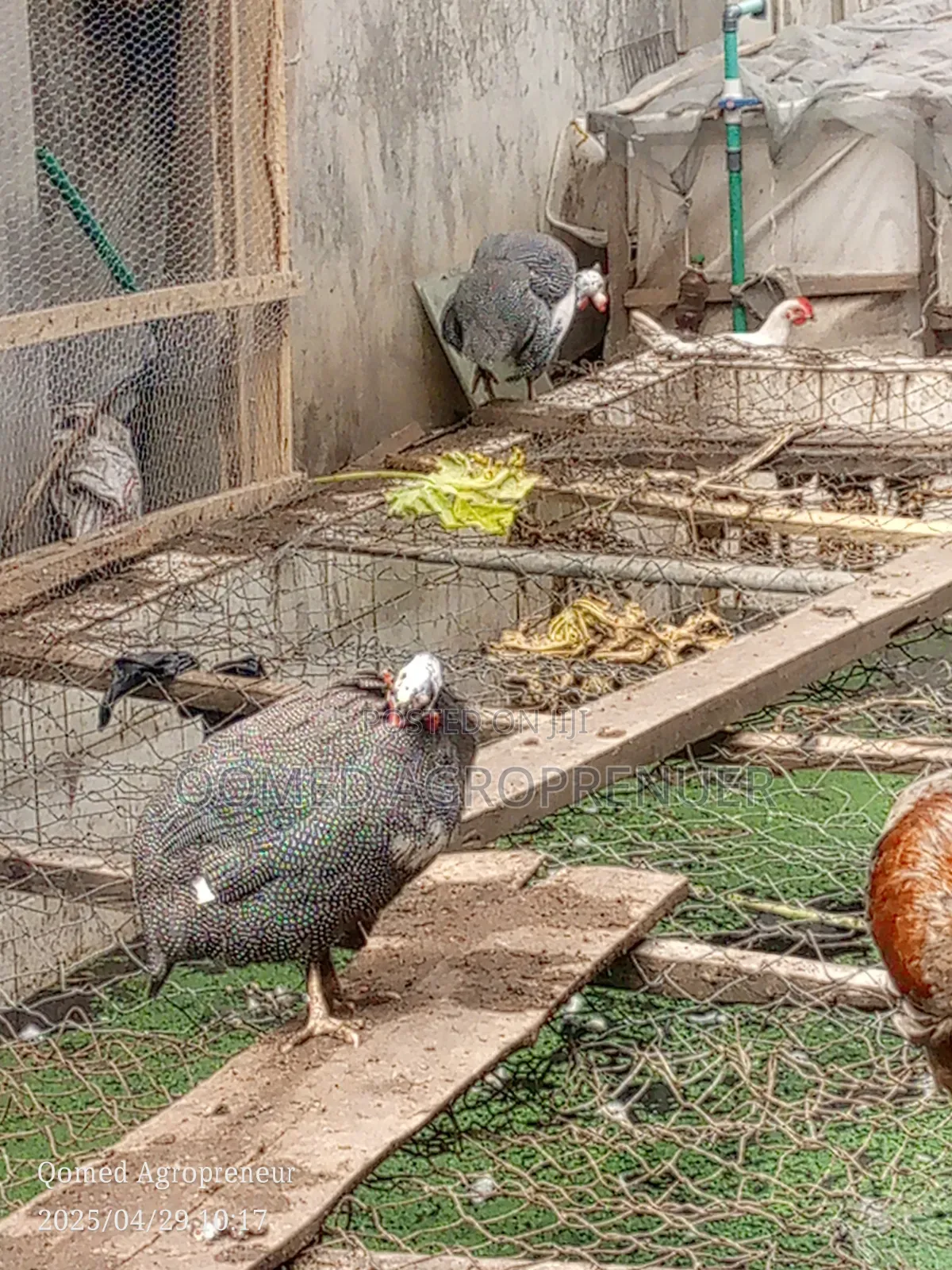 Mature Guinea Fowl