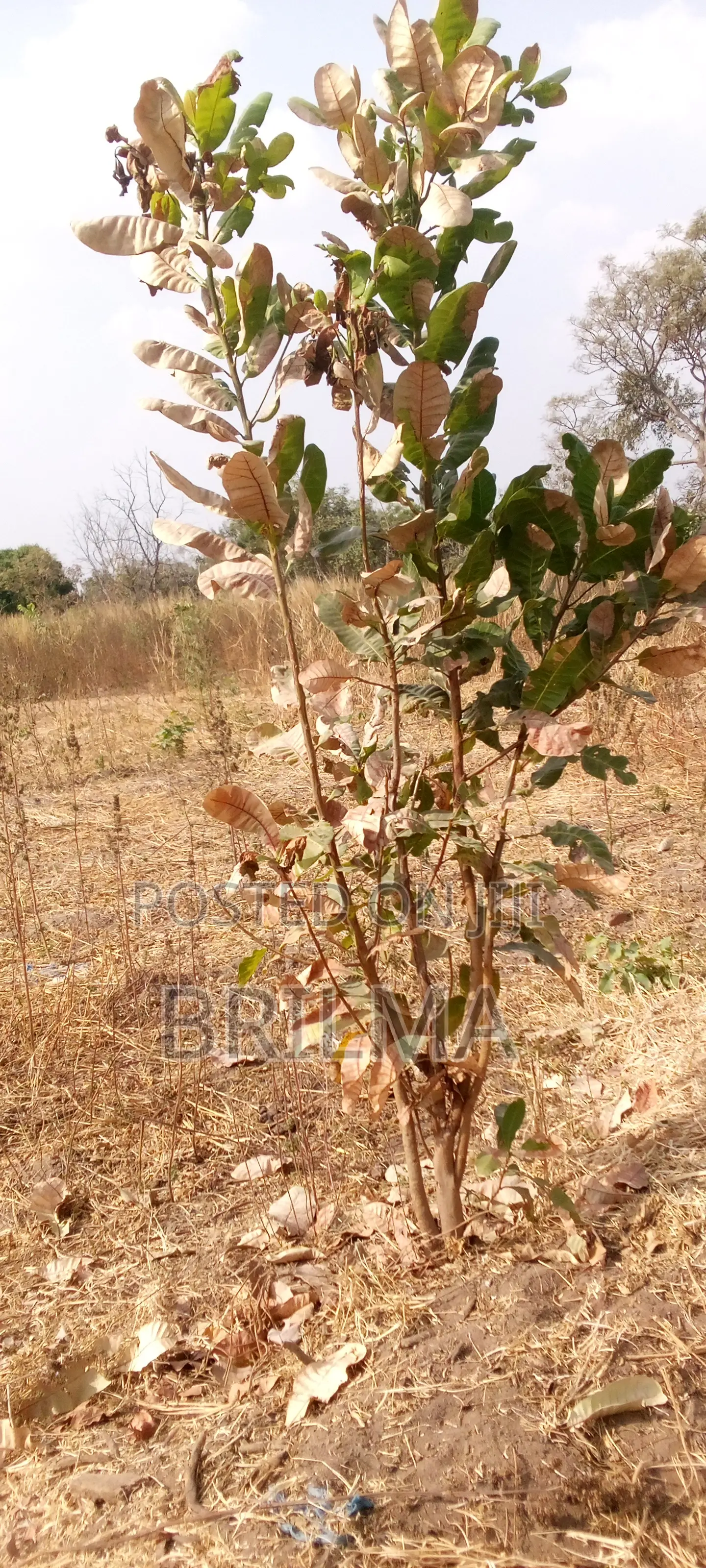 915 SQM of Plot for Sale in Gaduwa